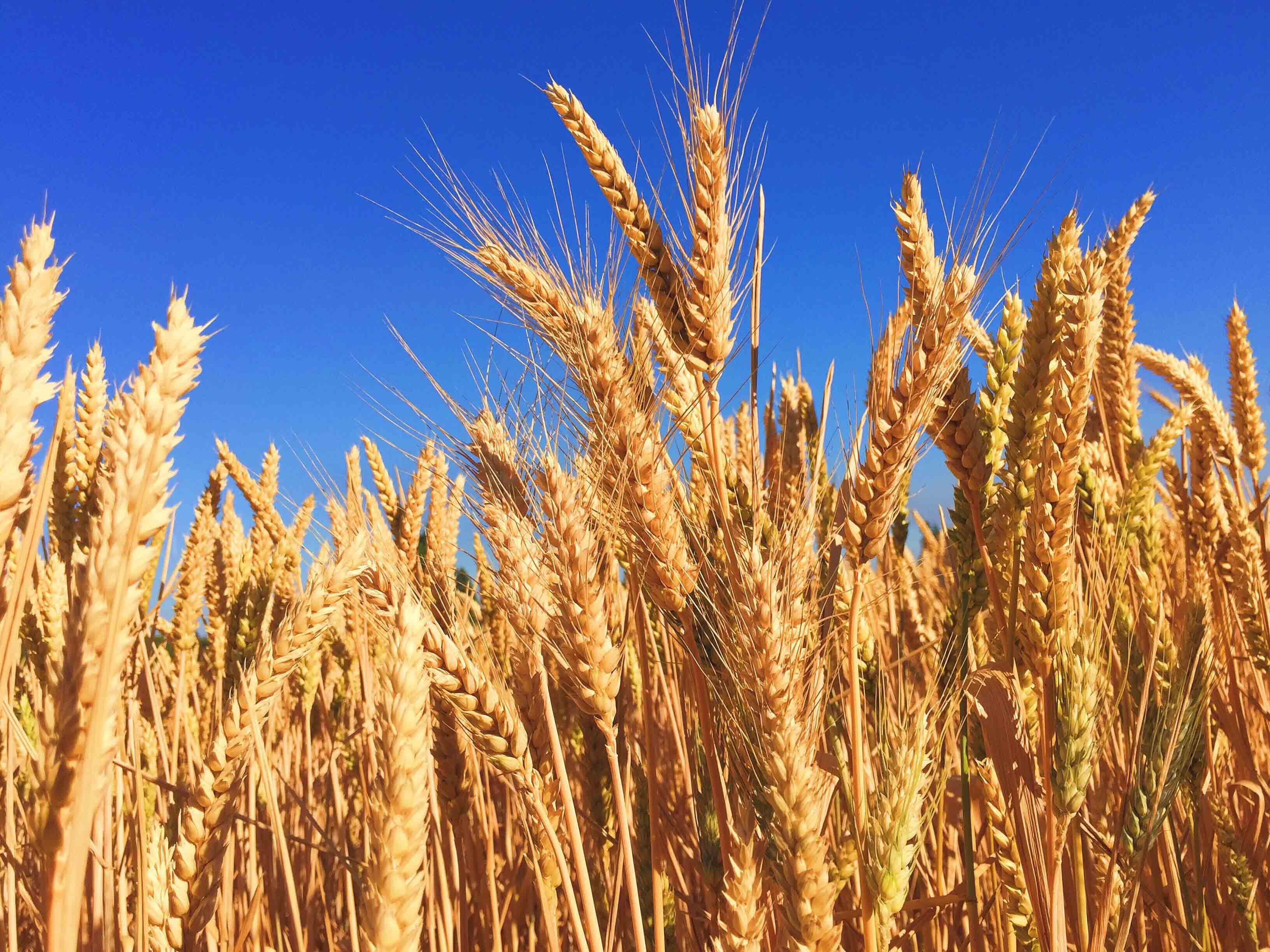 Wheat Production: An Overview